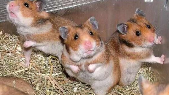 Cuidados para hamster común y hamster ruso