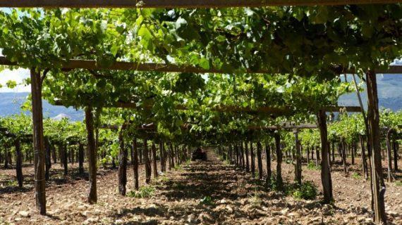 Areeiro aconsella renovar os tratamentos contra o mildio e o oídio ante a previsión de inestabilidade climática