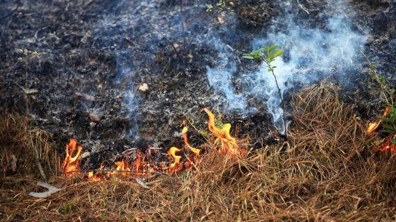 Dende hoxe poden tramitarse de novo permisos para queimas en terreos forestais e comunicacións para as rexistradas en parcelas agrícolas