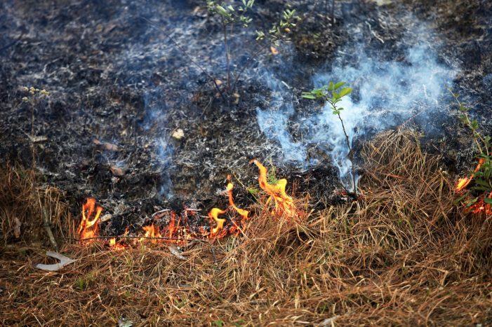 A Xunta lembra que a tramitación telemática das comunicacións de queimas de restos agrícolas é totalmente gratuíta a través da páxina web oficial
