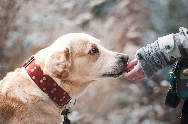 ¿Qué obligaciones tiene el dueño de un perro?