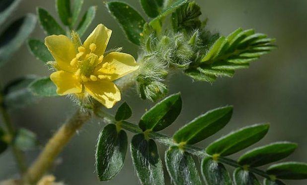 Conoce las propiedades del Tribulus terrestris que seguro desconocías