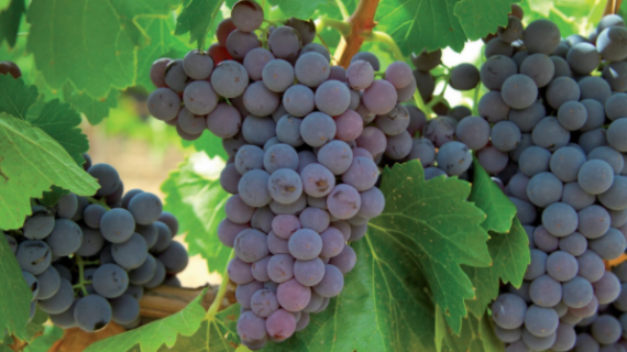 Vinosofos.com, tu base de datos de vinos completa