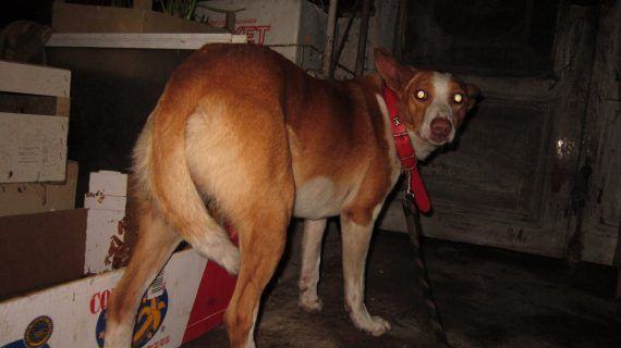 Visto en Facebook | Se busca al dueño/a de este perro Visto en Facebook | Se busca al dueño/a de este perro