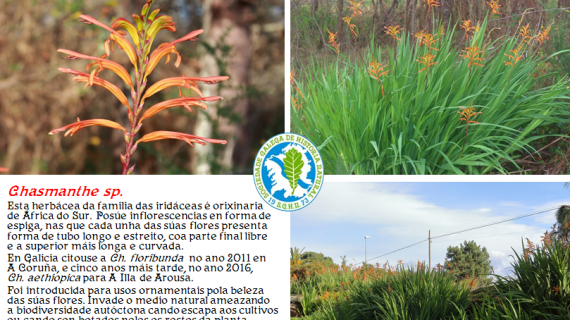 Atlas Sociedade Galega de Historia Natural de Flora Exótica Invasora: Chasmante spp