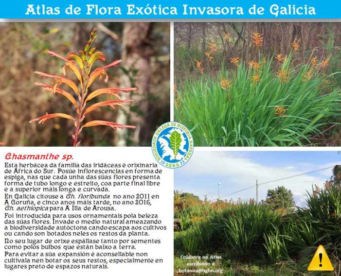 Atlas Sociedade Galega de Historia Natural de Flora Exótica Invasora: Chasmante spp