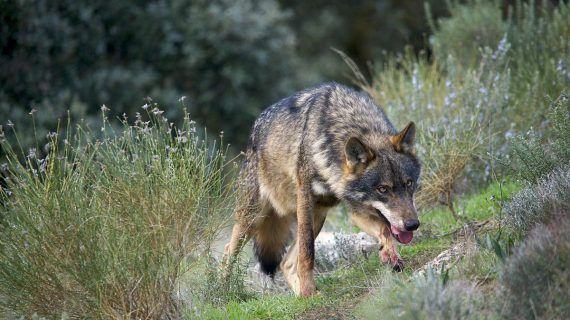 Medio Ambiente destinará case 300.000 euros este ano a axudas para paliar os danos ocasionados por ataques de lobo