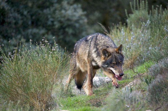 Medio Ambiente destinará case 300.000 euros este ano a axudas para paliar os danos ocasionados por ataques de lobo