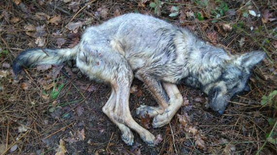 Morte a tiros dun lobo en Valiñas (Barro)