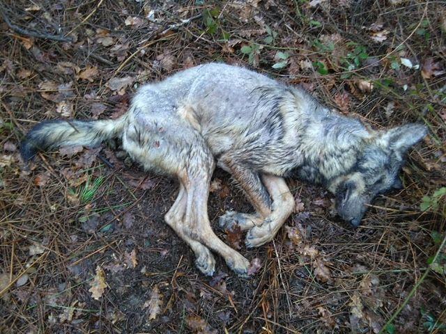 Morte a tiros dun lobo en Valiñas (Barro)