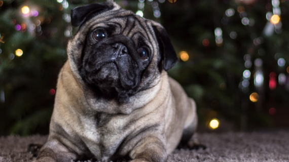 Cómo elegir el nombre de tu perro