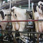 As granxas de Galiza perderon 66 millóns de euros en 2018 por cobrar o leite por baixo da media europea