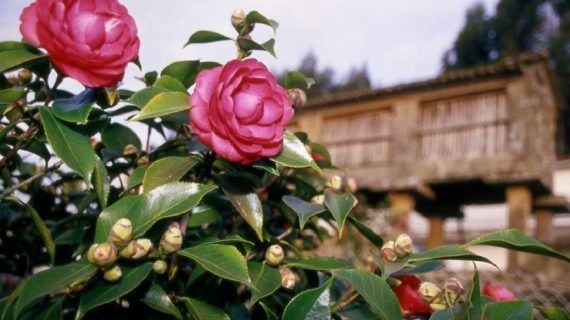 Un concurso de fotografía e outro de escaparates para a Camelia de Vilagarcía de Arousa