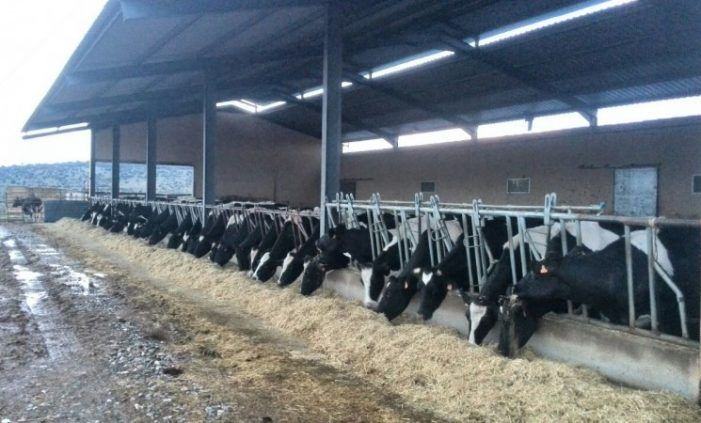 As industrias lácteas aumentan a presión sobre as granxas instándoas por burofax a asinar cláusulas de custes falsas