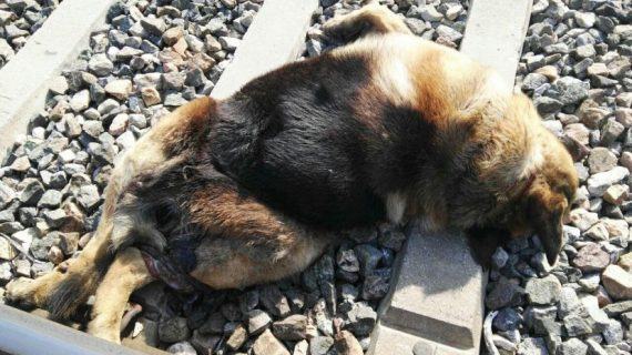 Aparecen 20 perros que murieron atados a la vía del tren