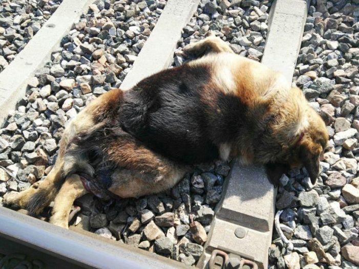 Aparecen 20 perros que murieron atados a la vía del tren