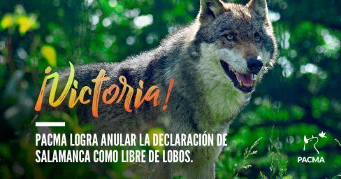 PACMA anula la declaración de Salamanca como provincia “libre de lobos”