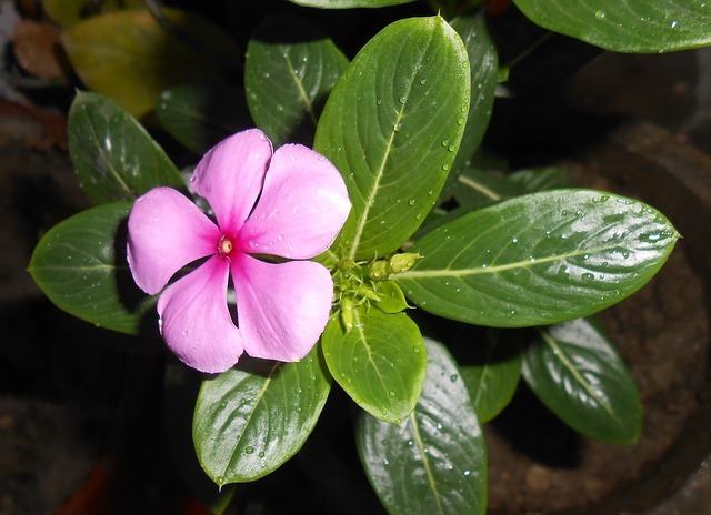 ¿Existen plantas que ayudan a combatir enfermedades?