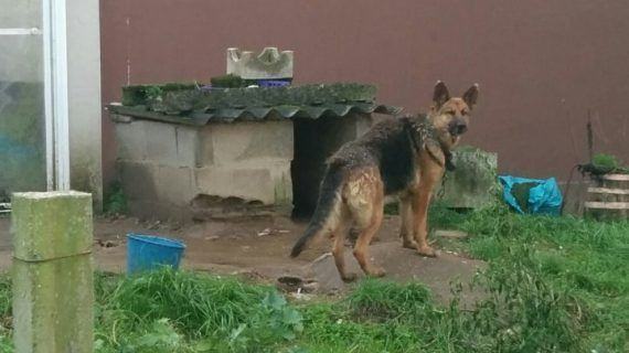 Denuncian la ‘cadena perpetua’ de perros en la Comarca do Morrazo