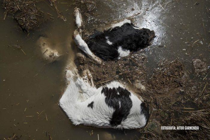 PACMA denuncia a quienes dejaron morir a los animales en la crecida del Ebro