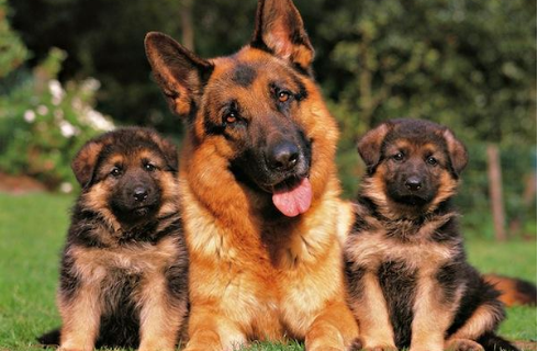 Perros Pastores alemanes: La mejor raza de perros
