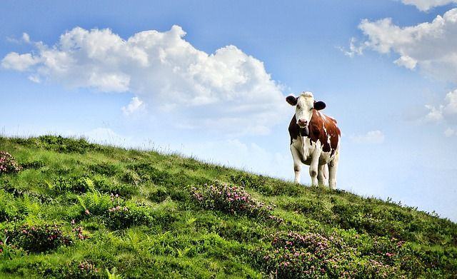 La leche cruda y la seguridad alimentaria