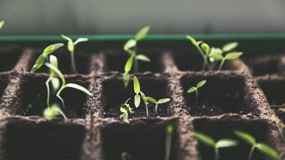 Usos medicinales de las semillas de marihuana