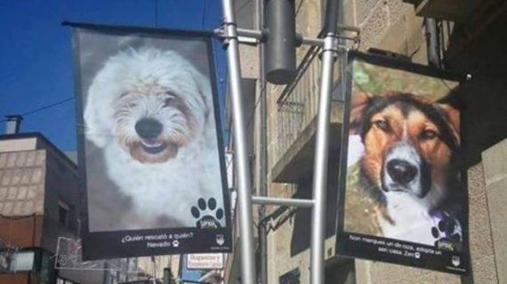 «Un animal non é un xoguete» así O Porriño fomenta a adopción de animais abandonados