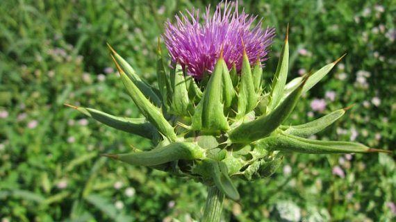 Cardo mariano: características y beneficios