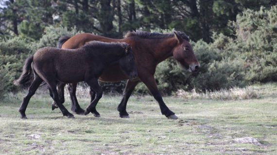 Garranos en perigo de desaparición