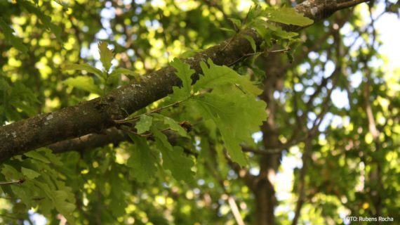 Os bosques autóctonos, non as plantacións forestais, aliados contra o cambio climático