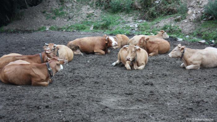 O SLG pide axudas urxentes para o sector da carne de vacún diante da caída crónica de prezos provocada pola Covid-19