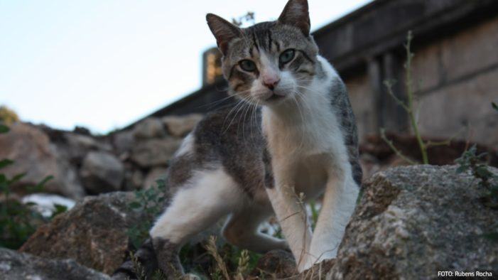 Convocadas as axudas para a esterilización e microchipado de animais abandonados en Galicia