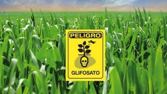 O proceso de autorización do glifosato está totalmente en entredito. Esiximos a súa retirada