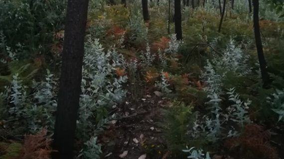 Última chamada: Deseucaliptizamos a Senda Arqueolóxica de Amoedo (Pazos de Borbén)