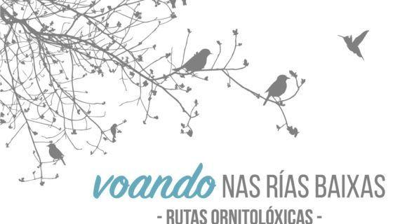 Aberto o prazo para participar na II ruta de “Voando nas Rías Baixas” pola enseada de San Simón