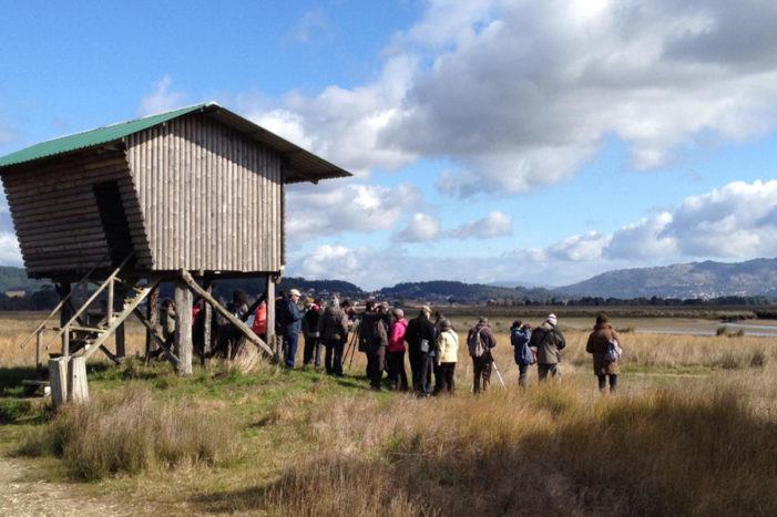 Birding, o pracer de observar aves