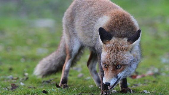 Sobre a proliferación de campionatos de caza de raposo