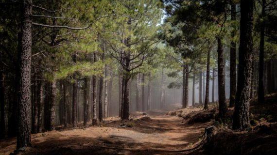 Medio Rural abre mañá o prazo para solicitar as axudas para a plantación de coníferas e frondosas con sete millóns de euros