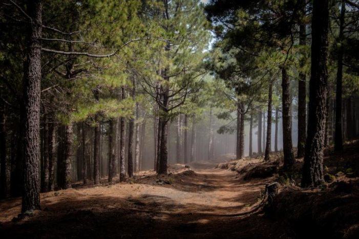 Medio Rural abre mañá o prazo para solicitar as axudas para a plantación de coníferas e frondosas con sete millóns de euros