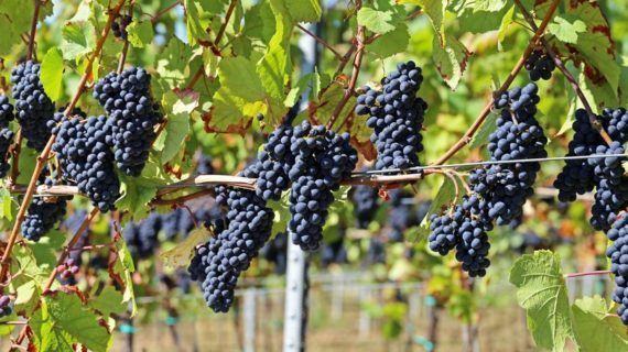 A Indicación Xeográfica Protexida de viño de Barbanza e Iria incorporará a uva merenzao ás súas variedades