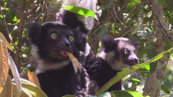 Divulgare viaxa a Madagascar para amosar un dos lugares máis diversos e singulares da Terra