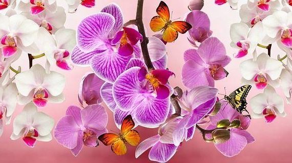 Orquídeas, todas sus características y cuidados