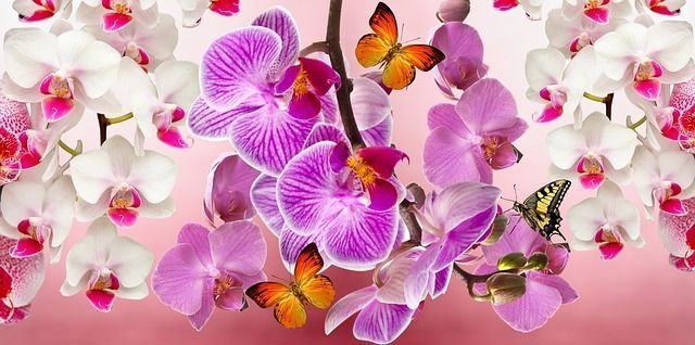 Orquídeas, todas sus características y cuidados