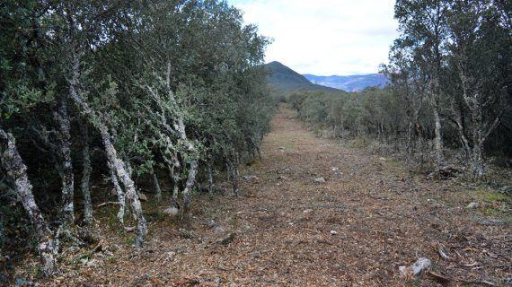 Uns traballos forestais ameazan a Serra de Enciña da Lastra