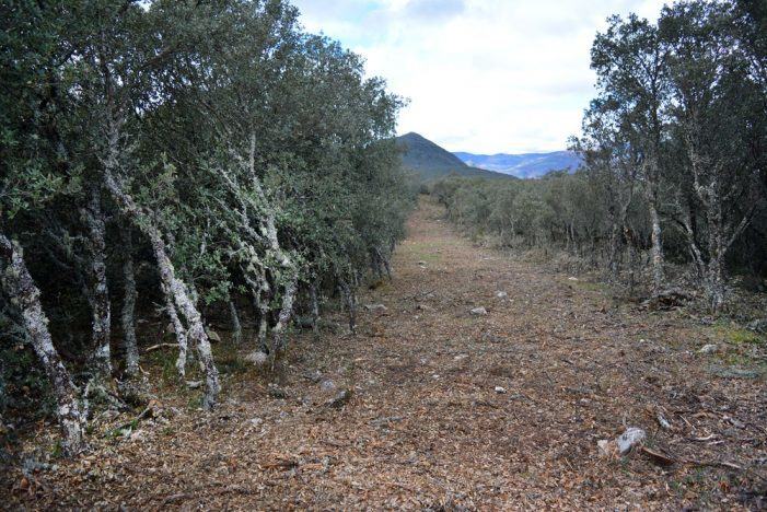 Uns traballos forestais ameazan a Serra de Enciña da Lastra