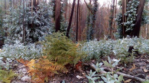 Deseucaliptización simultánea en Galiza con motivo do Día Mundial dos Bosques