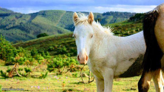 Piden á Xunta unha Lei específica para defender aos cabalos na provincia