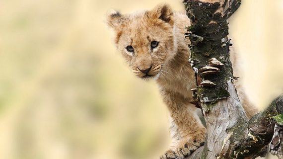 Algunas curiosidades sorprendentes sobre animales que debías conocer