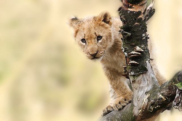 Algunas curiosidades sorprendentes sobre animales que debías conocer